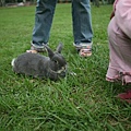 Bunny096.jpg