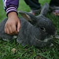 Bunny097.jpg