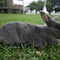 Bunny098.jpg