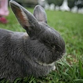 Bunny099.jpg