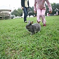 Bunny100.jpg