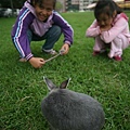Bunny103.jpg