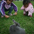 Bunny104.jpg