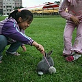Bunny105.jpg