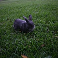 Bunny106.jpg