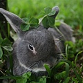 Bunny117.jpg