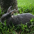Bunny119.jpg