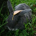 Bunny120.jpg