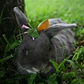 Bunny122.jpg