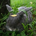 Bunny125.jpg