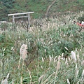 白芒  鳥居  紅衣人