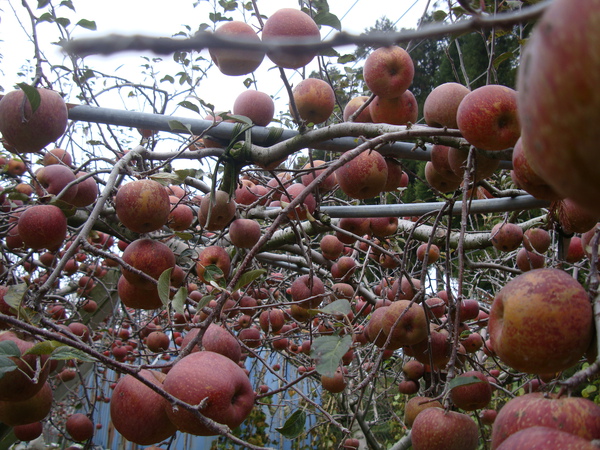 滿坑滿谷的apple