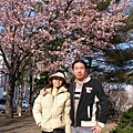 札幌大通公園好多櫻花喔