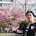 札幌大通公園,郭先生說這樣像抓住一把櫻花