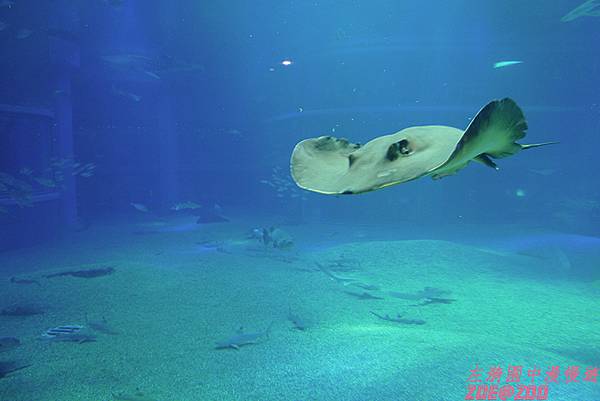 日本大阪 號稱世界最大型的城市型室內水族館 海遊館 與充滿大阪風情的天保山 難波美食小巷 左漪園中漫慢遊 痞客邦 日本大阪 號稱世界最大型的城市型室內水族館 海遊館 與充滿大阪風情的天保山 難波美食小巷 左漪園中漫慢遊 痞客邦