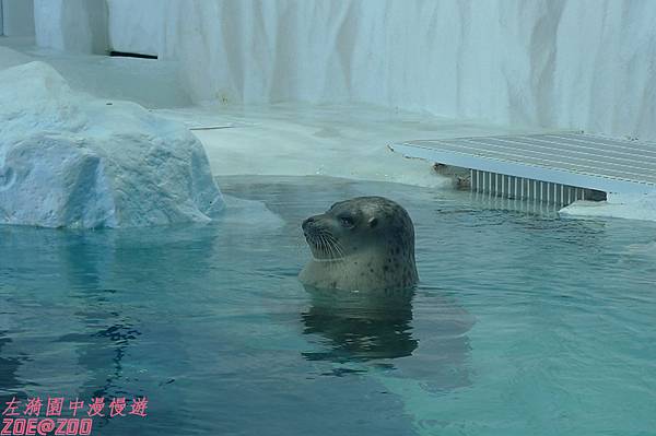 【日本大阪】海遊館 28.jpg