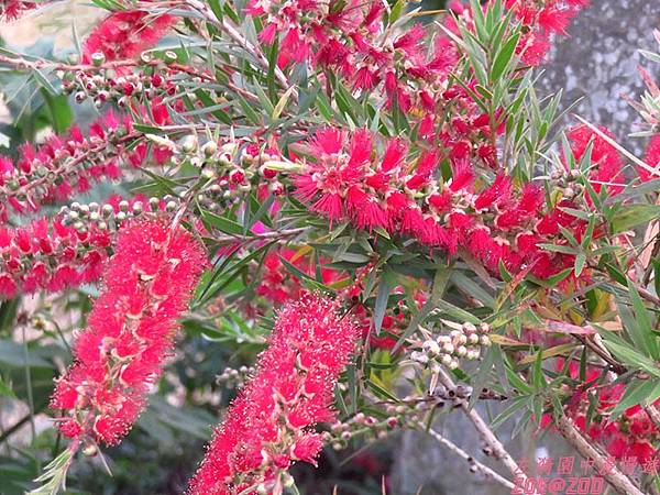 【嘉義】華納因厝 優遊吧斯鄒族文化部落 23.jpg 【嘉義】華納因厝 優遊吧斯鄒族文化部落 23.jpg