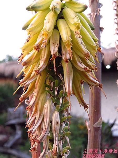 【嘉義】華納因厝 優遊吧斯鄒族文化部落 22.jpg 【嘉義】華納因厝 優遊吧斯鄒族文化部落 22.jpg