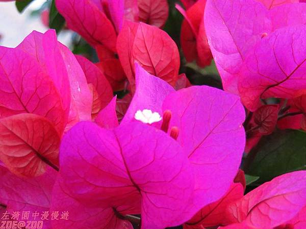 【嘉義】華納因厝 優遊吧斯鄒族文化部落 24.jpg 【嘉義】華納因厝 優遊吧斯鄒族文化部落 24.jpg