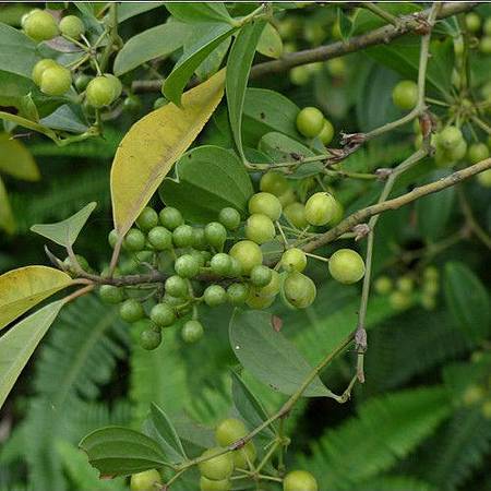 Litsea cubeba-2.jpg Litsea cubeba-2.jpg