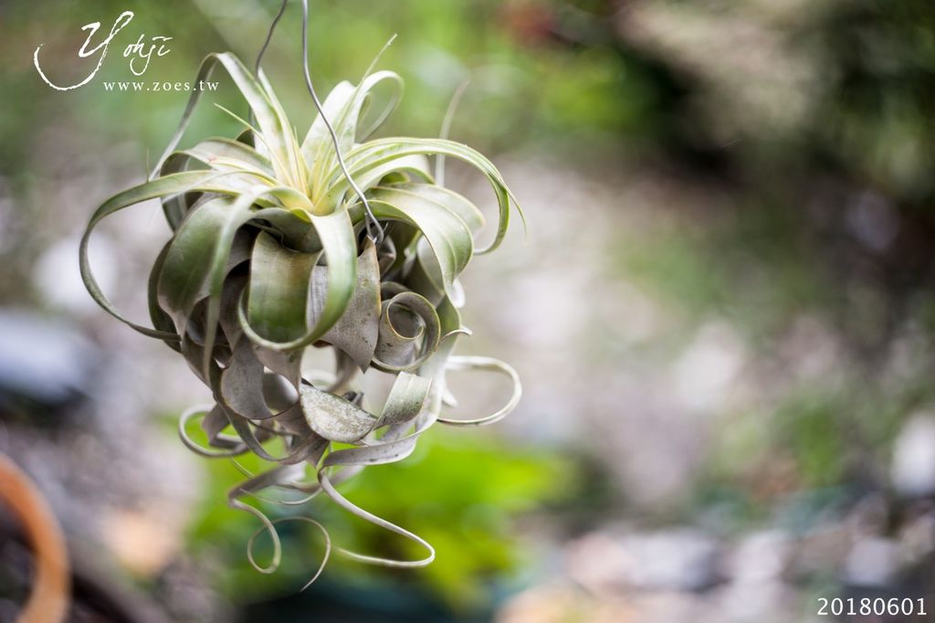 20180601-DSC_3223.jpg 20180601-DSC_3223.jpg