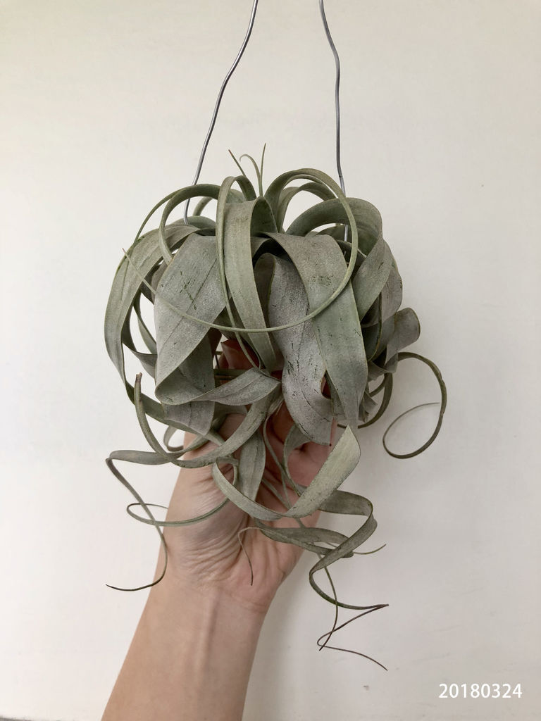 相片 2018-3-24 下午1 16 27.jpg 相片 2018-3-24 下午1 16 27.jpg