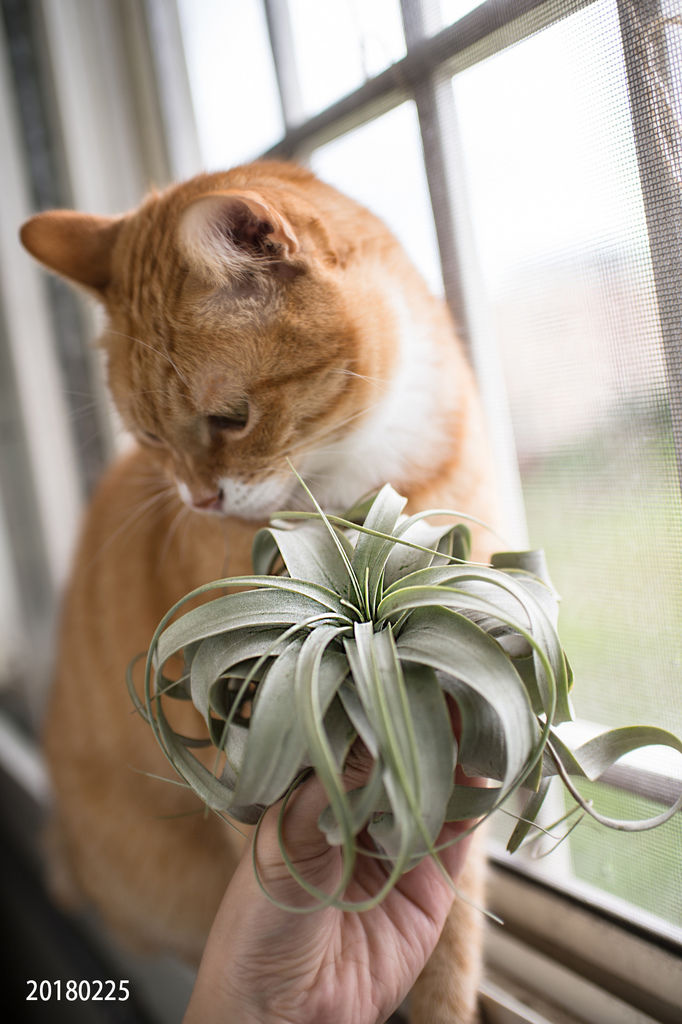 20180225-肉肉%26;空鳯們-10.jpg 20180225-肉肉%26;空鳯們-10.jpg