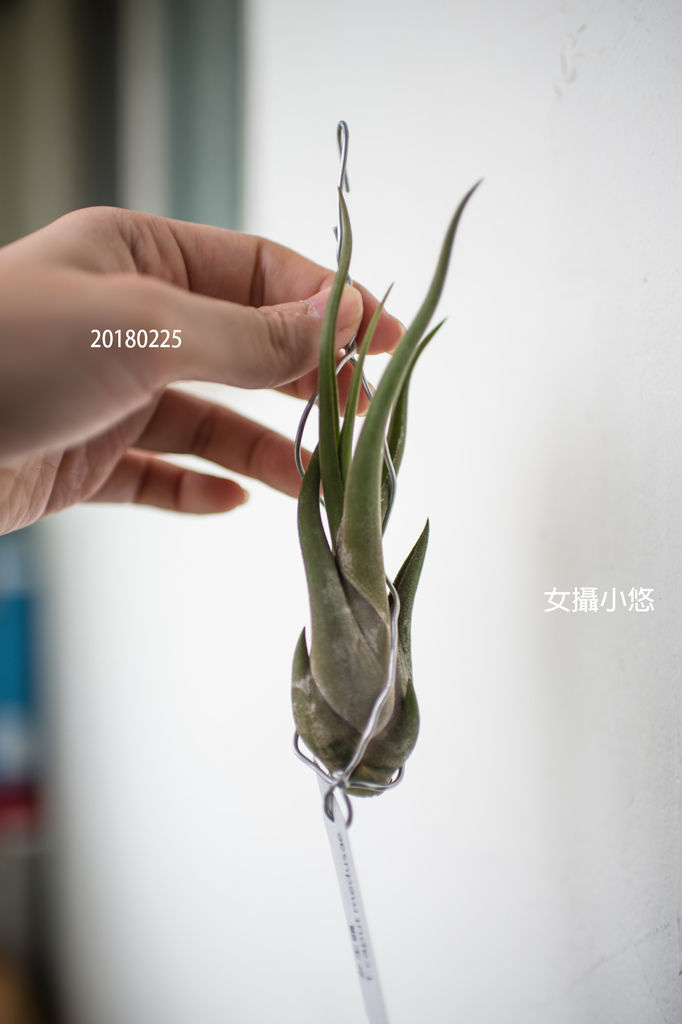 20180225-肉肉%26;空鳯們-23.jpg 20180225-肉肉%26;空鳯們-23.jpg