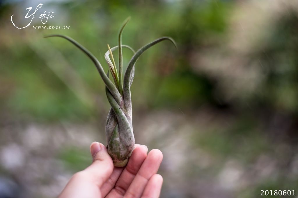 20180601-DSC_3229.jpg 20180601-DSC_3229.jpg