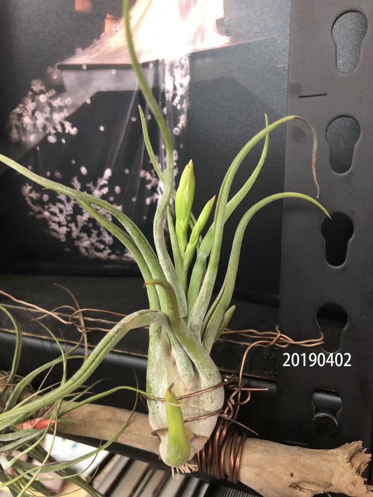 相片 2019-4-2 上午10 47 19.jpg 相片 2019-4-2 上午10 47 19.jpg