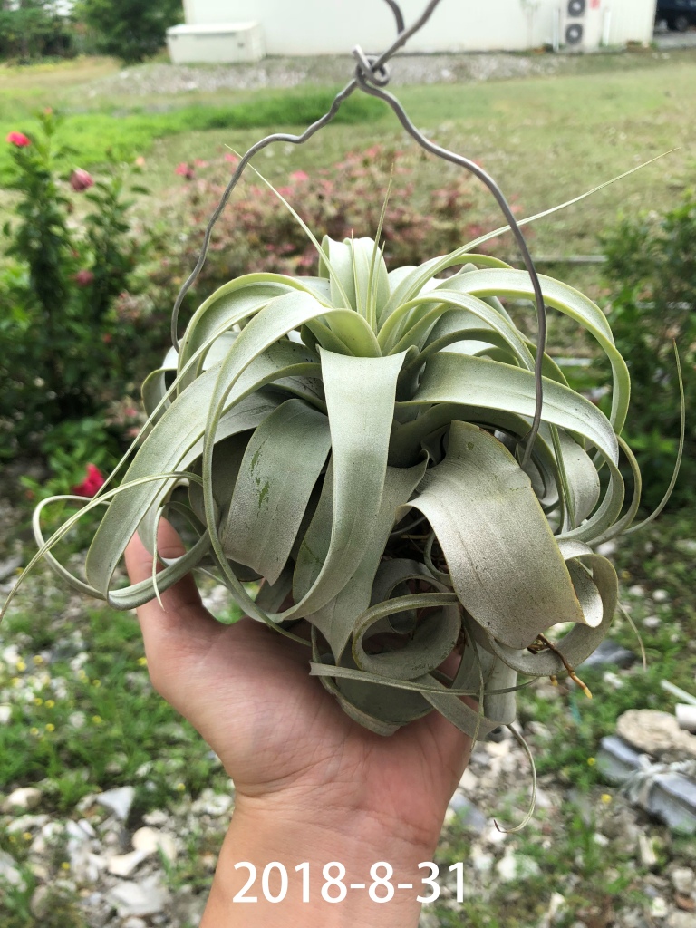 相片 2018-8-31 上午9 32 43.jpg 相片 2018-8-31 上午9 32 43.jpg