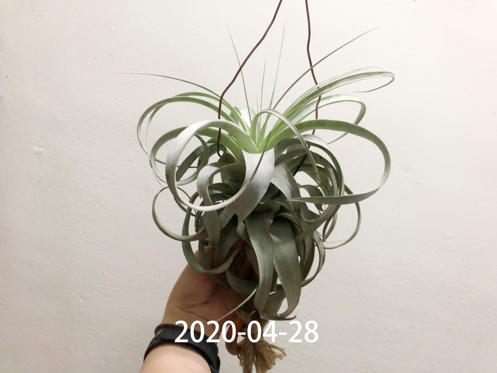 2020-04-28.jpg 2020-04-28.jpg