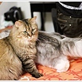 cat-pixnet20110514-026.jpg