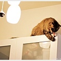 cat-pixnet20110514-007.jpg