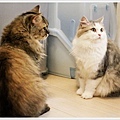 cat-pixnet20110514-008.jpg