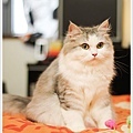 cat-pixnet20110514-031.jpg