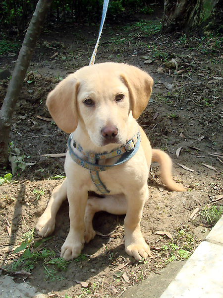 puppy.jpg puppy.jpg