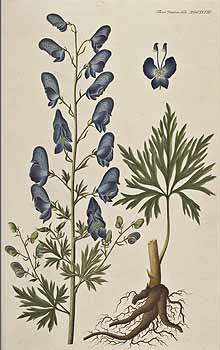Aconitum napellus Flora Danica Hft29 t1698.jpg
