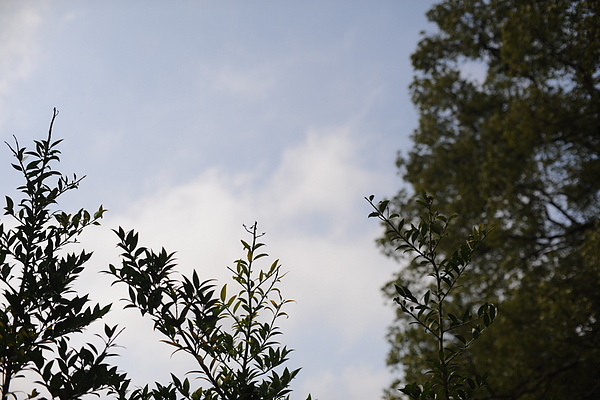 DSC_2336.JPG DSC_2336.JPG