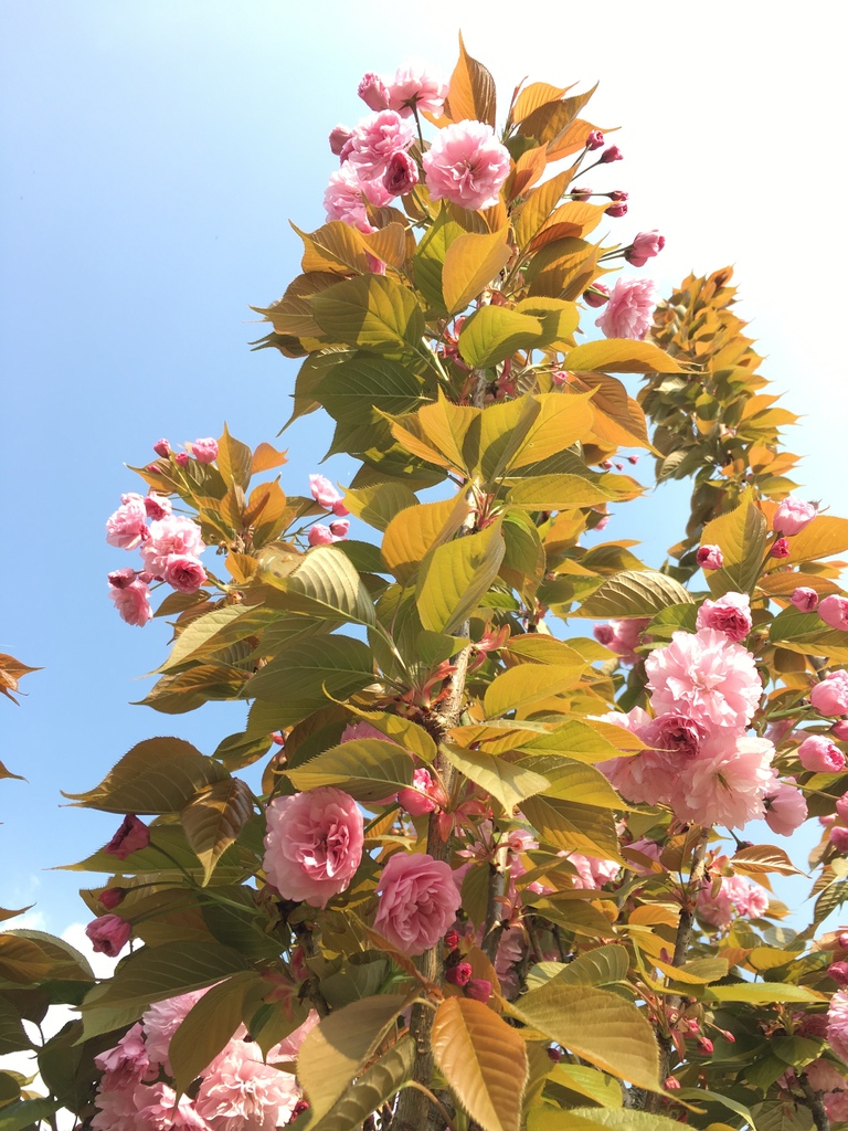 E83452E4.jpg E83452E4.jpg