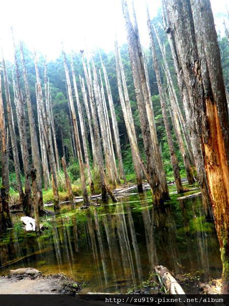 20111022南投忘憂森林