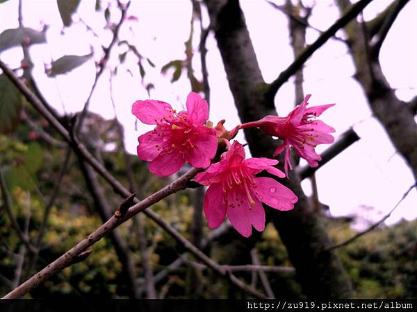 20120122嶺秀-除夕