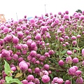 1203新社花毯節