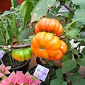1203新社花毯節