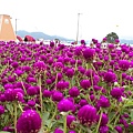1203新社花毯節