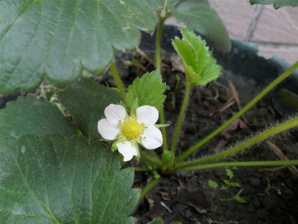 20100410草莓開花啦