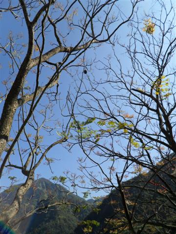 20110206初四鳳凰谷鳥園