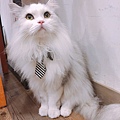 小春日和_170620_0012.jpg