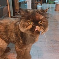 小春日和_170620_0013.jpg