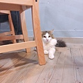 小春日和_170620_0016.jpg